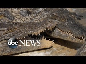 Read more about the article Over 21% of reptiles at risk of extinction: Study