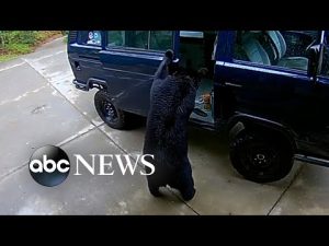 Read more about the article Bears search for food in van outside home