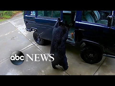 You are currently viewing Bears search for food in van outside home