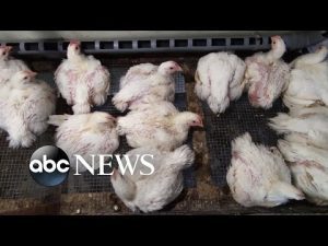 Read more about the article 1st human case of bird flu detected in US