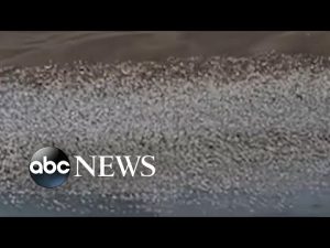 Read more about the article Thousands of snow geese flock over lake