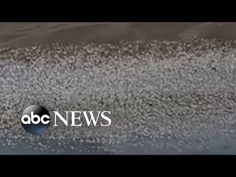 Read more about the article Thousands of snow geese flock over lake
