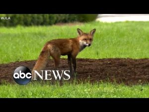 Read more about the article Fox hunt on Capitol Hill