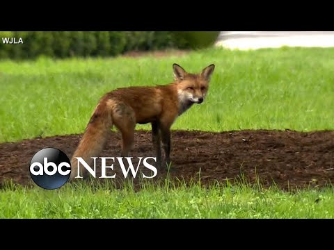 You are currently viewing Fox hunt on Capitol Hill