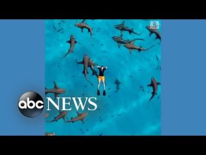 Read more about the article Swimmer floats peacefully above school of sharks