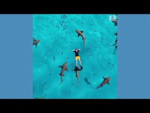 Read more about the article Swimmer floats peacefully above school of sharks
