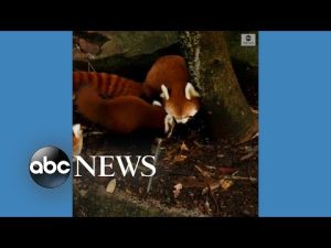 Read more about the article Sydney’s Taronga Zoo names red panda cubs