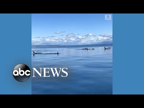 You are currently viewing Record number of orcas spotted in Salish Sea
