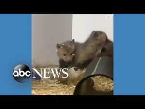 Read more about the article Fox cubs play around in wildlife sanctuary