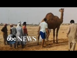 Read more about the article Camel rescued after getting stuck in wet sand