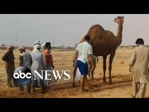 You are currently viewing Camel rescued after getting stuck in wet sand