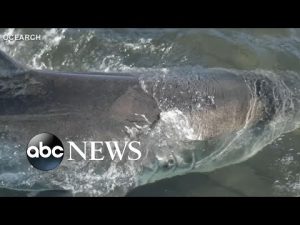 Read more about the article Tracking a half-ton shark