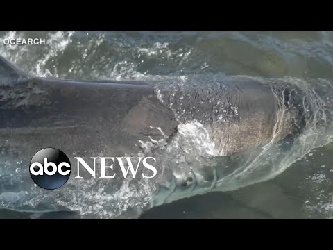 You are currently viewing Tracking a half-ton shark