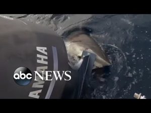 Read more about the article Shark bites boat propeller and won’t let go
