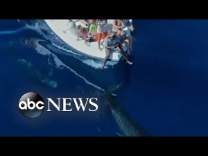 Read more about the article Pilot whales swim near boat off the Maldives coast