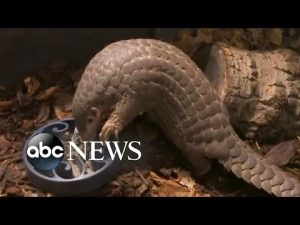 Read more about the article Pangolins introduced at zoo in Prague
