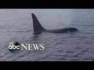 Read more about the article Orca follows fishing boat off coast of Nantucket