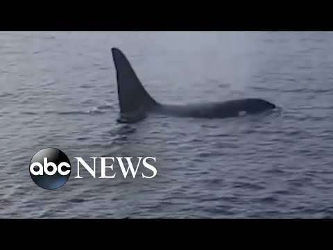 You are currently viewing Orca follows fishing boat off coast of Nantucket