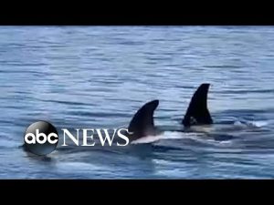 Read more about the article Pod of orcas swims along shore in Washington l ABC News