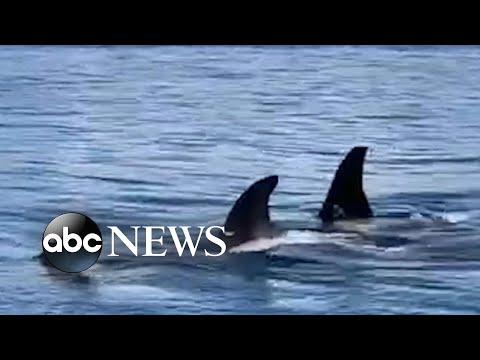 You are currently viewing Pod of orcas swims along shore in Washington l ABC News
