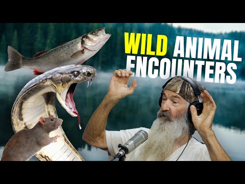 You are currently viewing Phil & Jase Robertson Share Their WILDEST Animal Encounters | @Phil Robertson