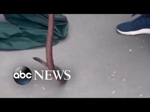 Read more about the article Snake catcher finds poisonous snake under trash bin