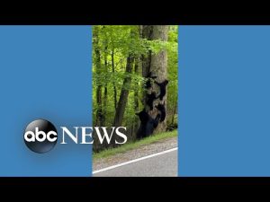Read more about the article Bear family shimmies down tree