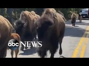 Read more about the article Herd of bison hold up traffic l ABC News