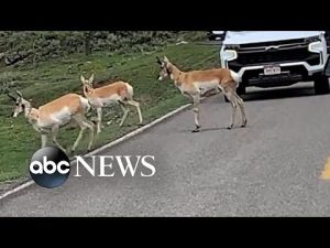 Read more about the article Antelope stops traffic at Yellowstone