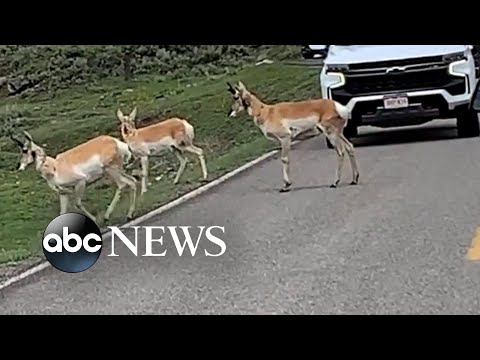 You are currently viewing Antelope stops traffic at Yellowstone