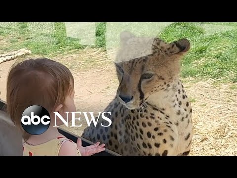 You are currently viewing Little girl shares a moment with a cheetah at a zoo