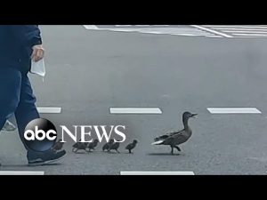 Read more about the article Family of ducks cross road in Spain