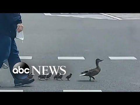 You are currently viewing Family of ducks cross road in Spain