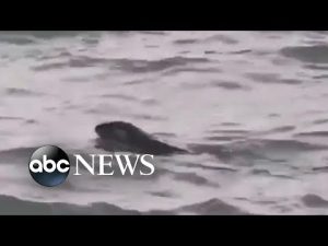 Read more about the article River otter spotted in Detroit River for 1st time in a century