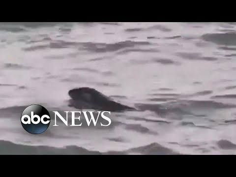 You are currently viewing River otter spotted in Detroit River for 1st time in a century