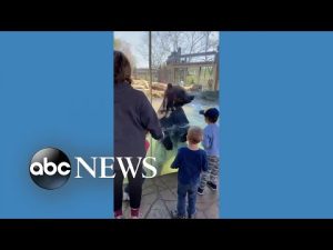 Read more about the article Bear jumps with kids at St. Louis zoo