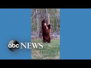 Read more about the article Bear finds perfect tree to scratch itch
