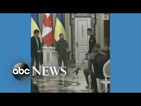You are currently viewing Bomb-sniffing dog awarded medal by Ukrainian president