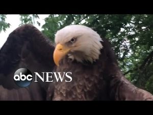 Read more about the article Bald eagle rescued from Kentucky backyard