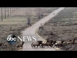 Read more about the article Herd of elk cross national park road