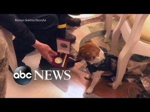 Read more about the article Dog helps clear bombs in Ukraine
