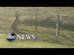 Read more about the article Baby bear gallops through Montana neighborhood