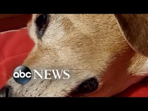 Read more about the article Sleeping beagle barks himself awake