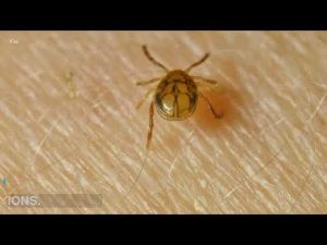 Read more about the article Rare tick virus is on the rise