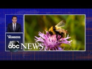 Read more about the article BY THE NUMBERS: Bees | ABCNL