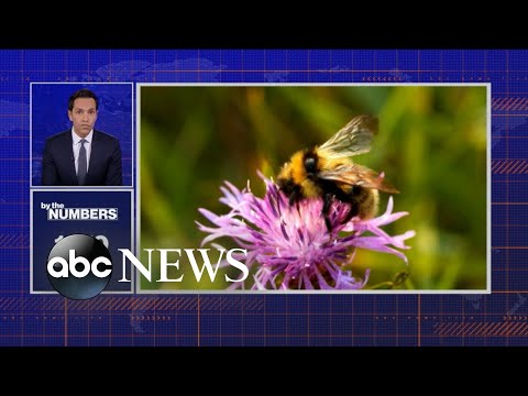 You are currently viewing BY THE NUMBERS: Bees | ABCNL
