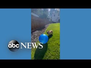Read more about the article Dog bounces new ball around backyard