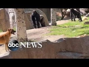 Read more about the article Dog ends up in gorilla enclosure at zoo