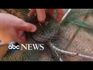 Read more about the article Snake catcher frees keelback snake