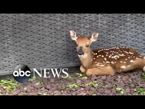 Read more about the article Deer shows off tiny baby fawn to human friend l ABC News